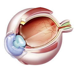 糖尿病對眼睛視網膜的影響