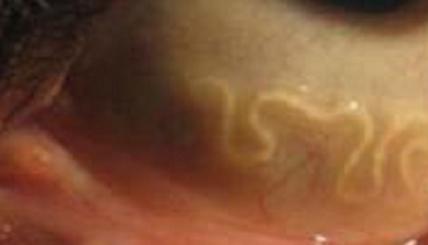 成也蕭何敗蕭何？|擁有主子的“人生贏家”卻輸在了眼睛上……