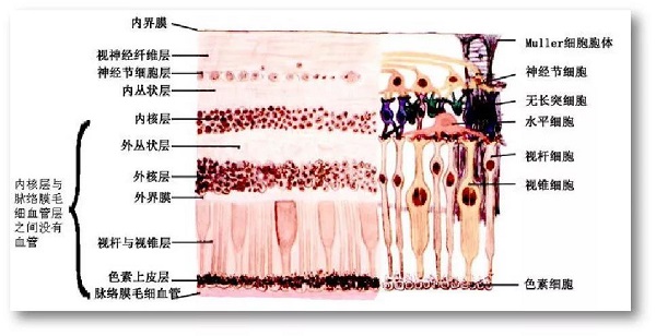 你真的了解視網膜嗎？如果視網膜脫落可以這樣治療！